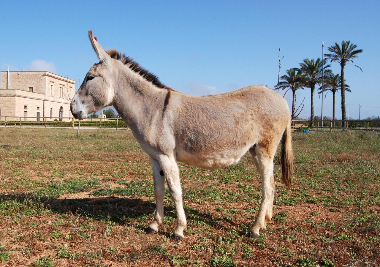 Masseria Galatea Agriturismo Alessano Ngoại thất bức ảnh